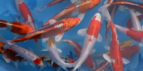 Benih Ikan Koi