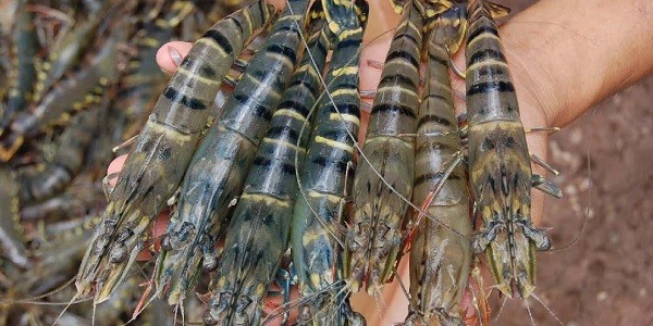 ems penyakit udang