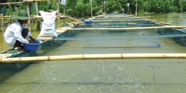 Ikan Nila Keramba Jaring Apung